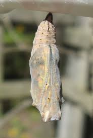 Attēlu rezultāti vaicājumam “Vanessa cardui underside”