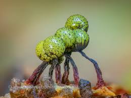 Attēlu rezultāti vaicājumam “Cribraria argillacea sessile”