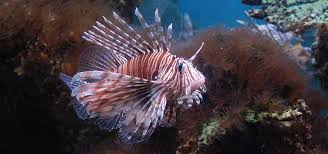 Image result for Pterois volitans
