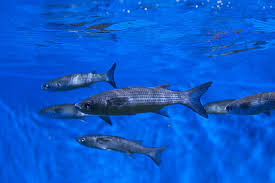 Image result for Chelon dumerili