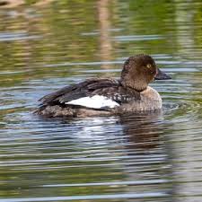 Attēlu rezultāti vaicājumam “Bucephala clangula female”