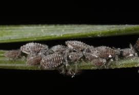 Attēlu rezultāti vaicājumam “Schizolachnus pineti”