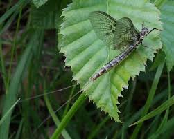 Attēlu rezultāti vaicājumam “Ephemera vulgata”