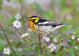 Image result for Dendroica fusca