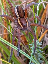 Attēlu rezultāti vaicājumam “Dolomedes fimbriatus”