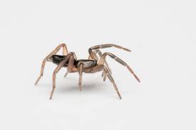 Attēlu rezultāti vaicājumam “Gnaphosidae”