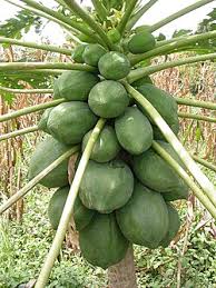 Image result for Carica papaya