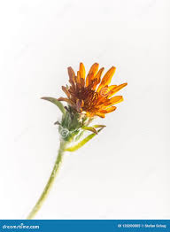 Image result for Agoseris major