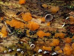 Attēlu rezultāti vaicājumam “Dacrymyces chrysospermus”