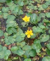 Image result for Seekanne