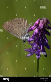 Attēlu rezultāti vaicājumam “Maculinea alcon female”