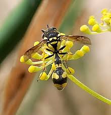 Attēlu rezultāti vaicājumam “Eumenidae”
