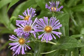 Attēlu rezultāti vaicājumam “Symphyotrichum novae-angliae”