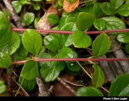 Attēlu rezultāti vaicājumam “Linnaea borealis leaf”