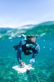 Image result for Exe To Sea Diving