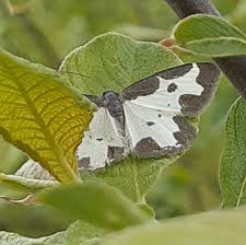 Attēlu rezultāti vaicājumam “Lomaspilis marginata”