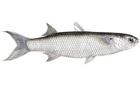 Image result for Crenimugil seheli