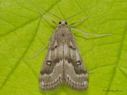 Attēlu rezultāti vaicājumam “Parapoynx stratiotata female”
