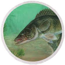 Image result for Sander vitreus