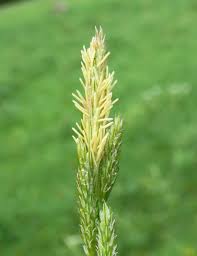 Attēlu rezultāti vaicājumam “Carex loliacea fruit”