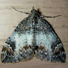 Attēlu rezultāti vaicājumam “Dysstroma truncata”