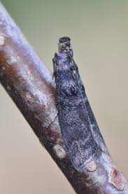 Attēlu rezultāti vaicājumam “Ortholepis betulae”