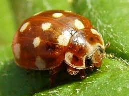 Attēlu rezultāti vaicājumam “Calvia quatuordecimguttata”