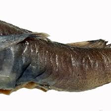 Image result for Boreogadus saida