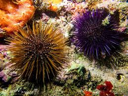 Attēlu rezultāti vaicājumam “Riccia canaliculata”