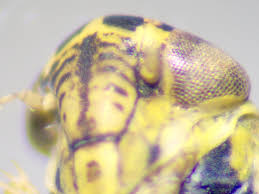 Attēlu rezultāti vaicājumam “Macrosteles nymph”