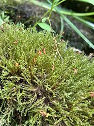 Attēlu rezultāti vaicājumam “Hygroamblystegium varium”