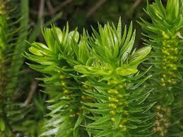 Attēlu rezultāti vaicājumam “Huperzia selago”