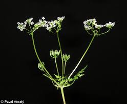 Image result for Anthriscus cerefolium