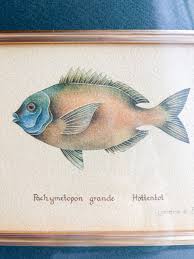 Image result for Pachymetopon grande