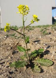 Attēlu rezultāti vaicājumam “Sinapis arvensis”