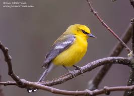 Image result for Vermivora peregrina