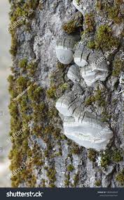 Attēlu rezultāti vaicājumam “Phellinus tremulae”
