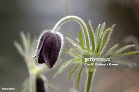 Attēlu rezultāti vaicājumam “Pulsatilla pratensis bud”