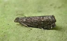 Attēlu rezultāti vaicājumam “Grapholita funebrana larva”