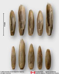 Attēlu rezultāti vaicājumam “Lolium perenne”
