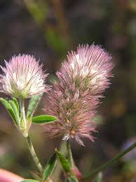 Attēlu rezultāti vaicājumam “Trifolium arvense flower”