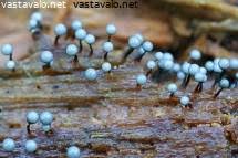 Attēlu rezultāti vaicājumam “Cribraria intricata spores”