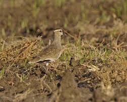 Image result for Vanellus gregarius