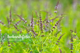 Attēlu rezultāti vaicājumam “Mentha x piperita”