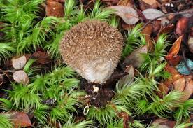 Attēlu rezultāti vaicājumam “Lycogala confusum”