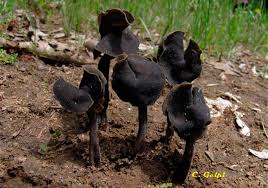 Attēlu rezultāti vaicājumam “Helvella atra”