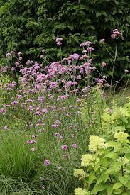 Attēlu rezultāti vaicājumam “Gypsophila fastigiata flower”