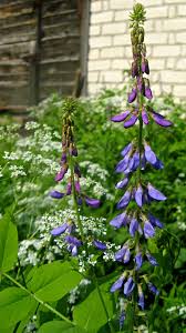 Attēlu rezultāti vaicājumam “Galega orientalis bud”