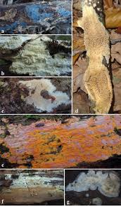 Attēlu rezultāti vaicājumam “Enteridium corticatum”