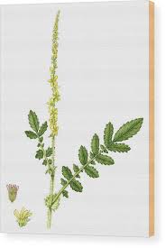 Image result for Agrimonia eupatoria